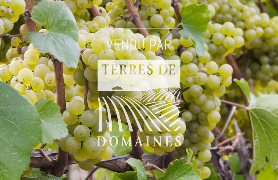 Diverses parcelles de vignes en AOP Villages côte de Beaune et 1er cru Cote Chalonnaise