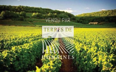 Plot of vines in AOP Savigny les Beaune 1er cru