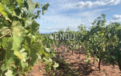 Domaine Historique en Côtes de Provence – Ref P104