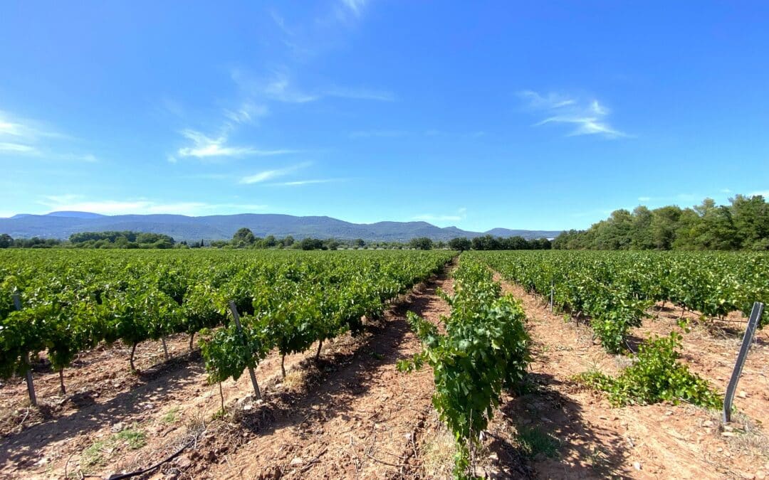 Vignoble « Triangle d’Or » des Côtes de Provence – Ref P187