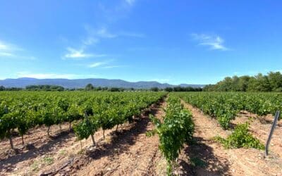 Vignoble « Triangle d’Or » des Côtes de Provence – Ref P187