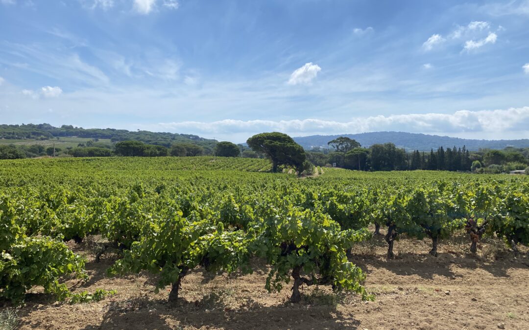 Gulf of Saint-Tropez Vast PDO vineyard – Ref P190