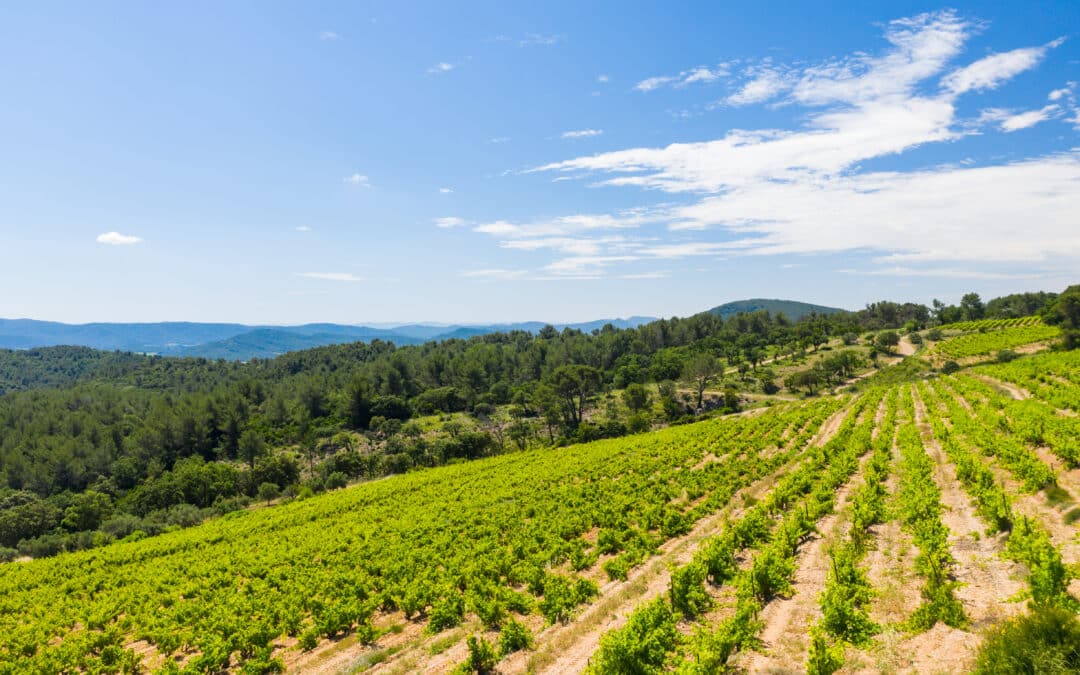 Vaste vignoble AOP « Côtes de Provence » – Ref P216