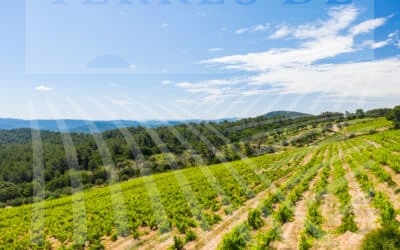 Vaste vignoble AOP « Côtes de Provence » – Ref P216