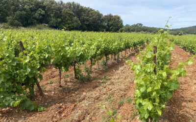 Outil de production des Côtes de Provence – Ref P266