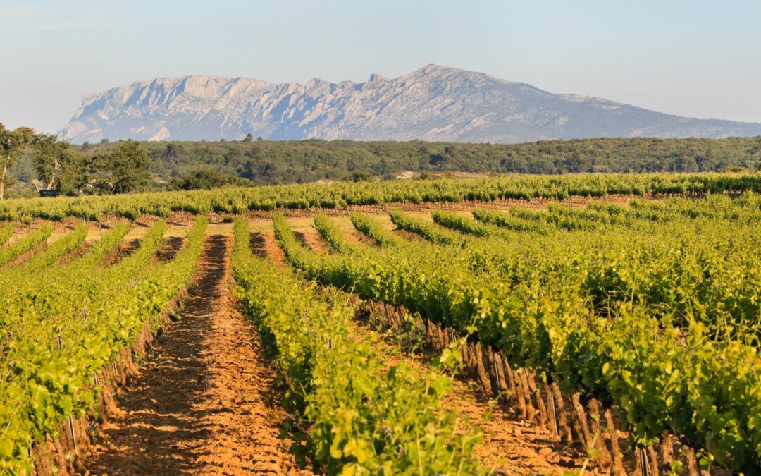 Domaine d’envergure en AOP « Coteaux Varois » – Ref P287