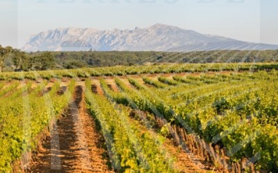 Domaine d’envergure en AOP « Coteaux Varois » – Ref P287