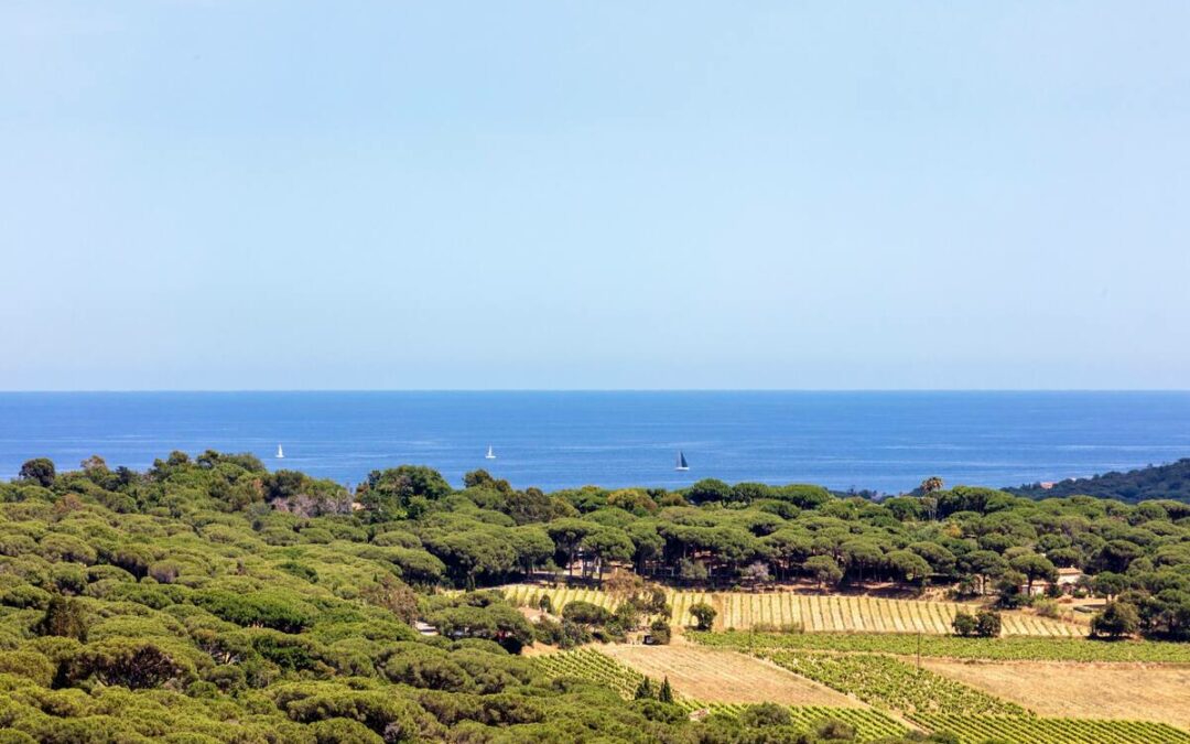 Vignoble à Saint-Tropez bord de mer – Ref P291