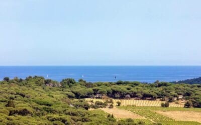 Vignoble à Saint-Tropez bord de mer – Ref P291