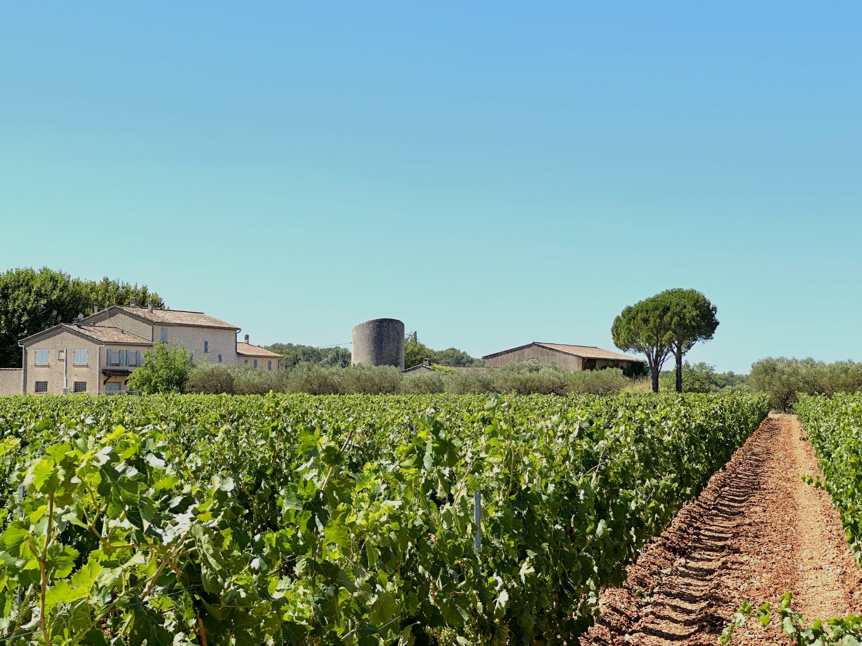 CDP Golden Triangle Vineyard – Ref P312
