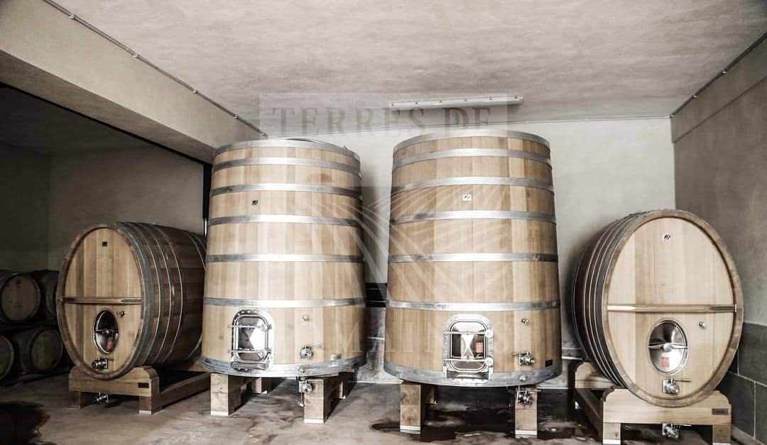 Vignoble au bord de la Méditerranée – Ref P322