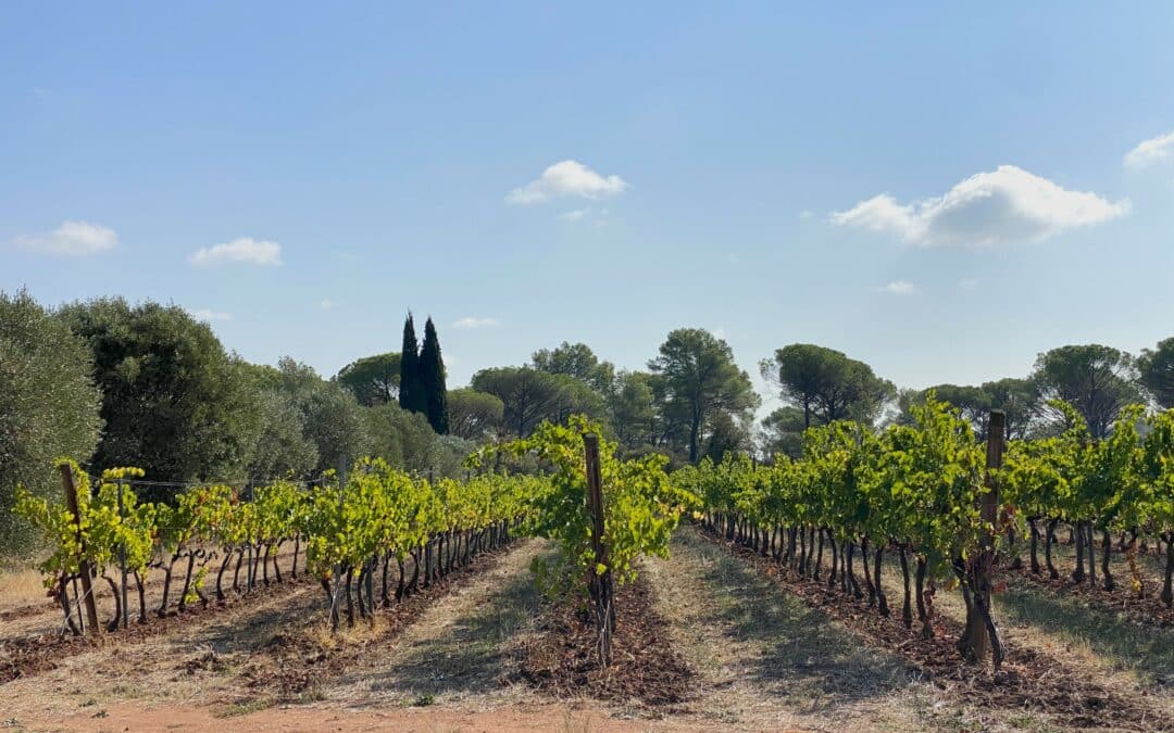 Domaine à taille humaine en « Côtes de Provence » – Ref P238