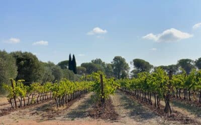 Domaine à taille humaine en « Côtes de Provence » – Ref P238
