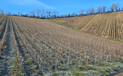 Parcelle de vigne en AOP Champagne B-368 Bligny