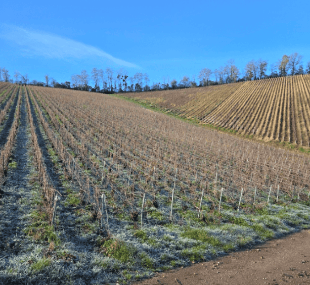 Parcelle de vigne en AOP Champagne B-368 Bligny