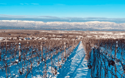 Domaine Viticole de 12 Ha en Haute Savoie B-299 Amphore