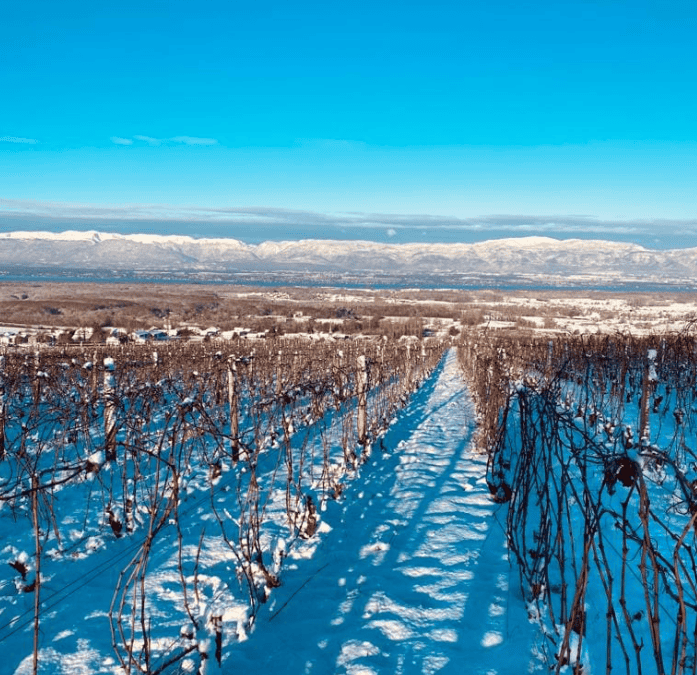 Domaine Viticole de 12 Ha en Haute Savoie B-299 Amphore