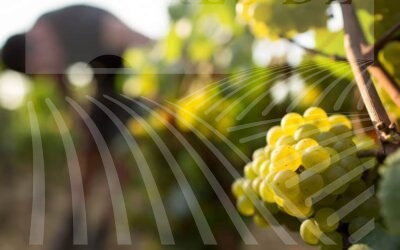 Domaine Viticole de 10 ha en AOP Chablis       B-278 Chardonnay
