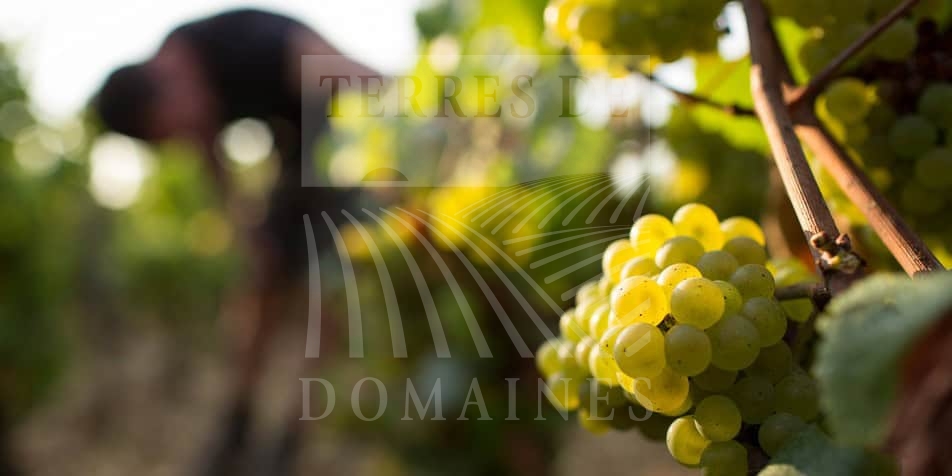 Domaine Viticole de 10 ha en AOP Chablis       B-278 Chardonnay